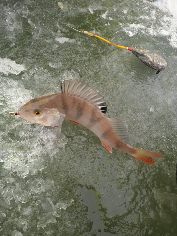 Окунь обыкновенный - рыболовный🎣