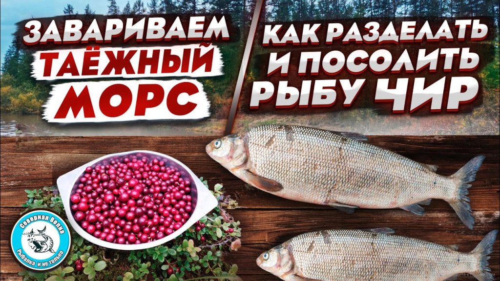 Чир. Солим чира. Готовим таёжный морс из брусники. Чир. Солим чира. Готовим таёжный морс из брусники.