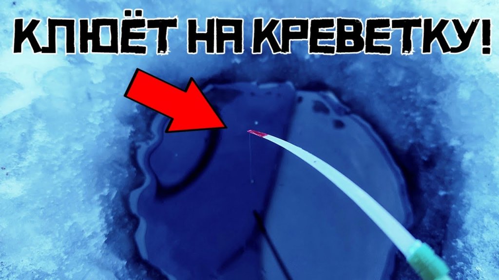 Закормил креветкой котлован. Интересно, будет ли крупняк? Закормил креветкой котлован. Интересно, будет ли крупняк?
