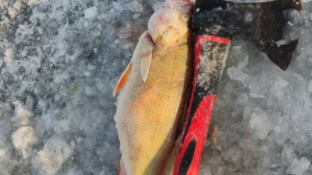 Окунь в лунке застрял (18+) Окунь в лунке застрял (18+)