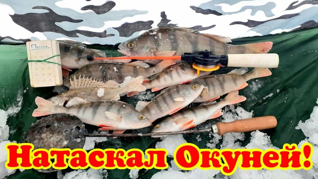 | Наловил Окуней | Рыбалка на заливе | Нажарил свежак | | Наловил Окуней | Рыбалка на заливе | Нажарил свежак |