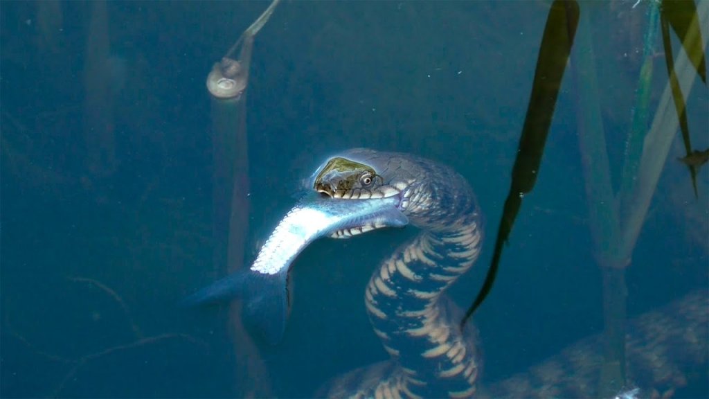 The snake hunts and eats fish