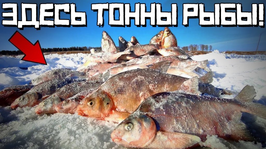 Рыбалка на комбайны в Сузуне. Попали на жор леща в браконьерской яме! Рыбалка на комбайны в Сузуне. Попали на жор леща в браконьерской яме!