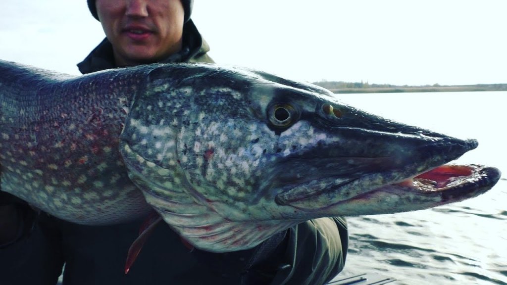 Monster pike ate the bait! EPIC FISHING