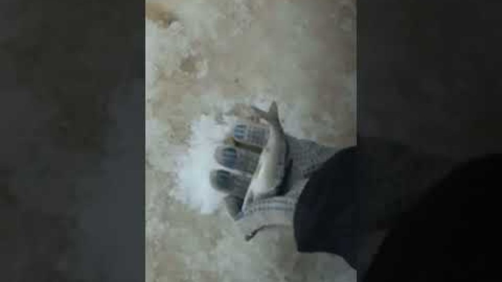 Зимняя рыбалка на мормышку, ловля рыбы со льда Зимняя рыбалка на мормышку, ловля рыбы со льда