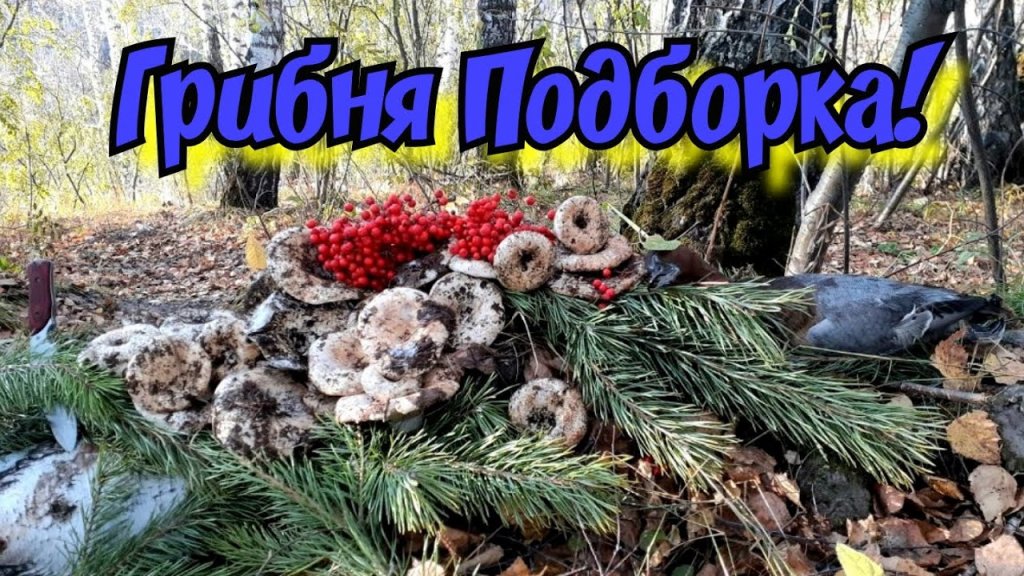 Грибные Моменты | Не много Охоты | Природа Грибные Моменты | Не много Охоты | Природа