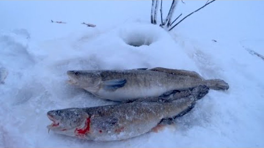Проверка ловушек на налима / зимняя рыбалка 2023 fishing