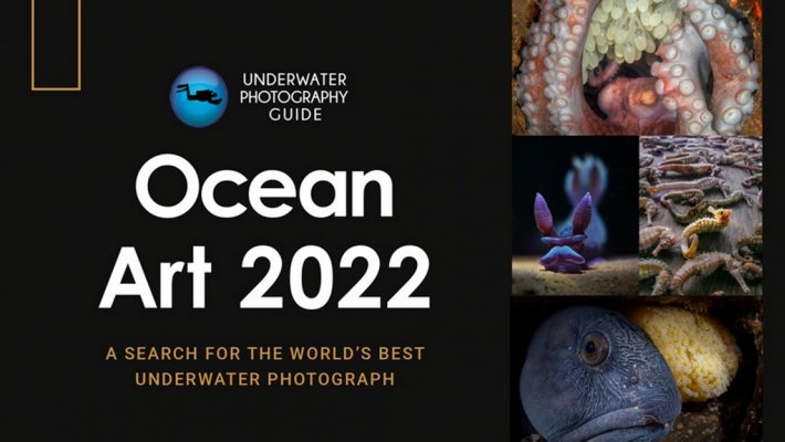 Конкурс Ocean Art объявляет лучшую в мире подводную фотографию