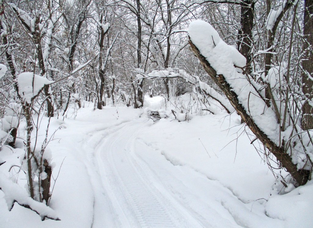 Сегодня на речку - только по следам снегохода ( Заельцовский парк ).