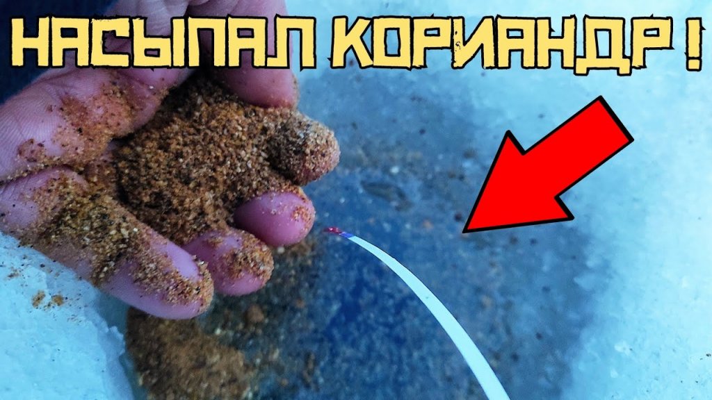 Плотва красиво поднимает кивок! Левая Обь, г.Новосибирск Плотва красиво поднимает кивок! Левая Обь, г.Новосибирск