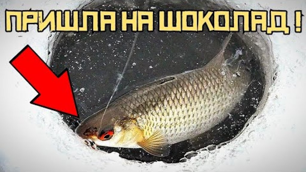 Рыбалка на р.Уень в феврале. Ловля плотвы на поплавок! Рыбалка на р.Уень в феврале. Ловля плотвы на поплавок!