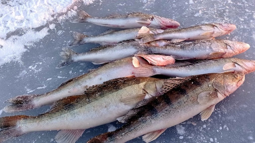 Хорошее закрытие зимнего сезона по судаку!судак в марте 2023!#судак#рыбалка2023
