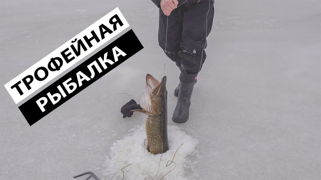 4-6 кг. Много крупной щуки на новом месте . Рвёт леску на жерлицах. Рыбалка в Финляндии.
