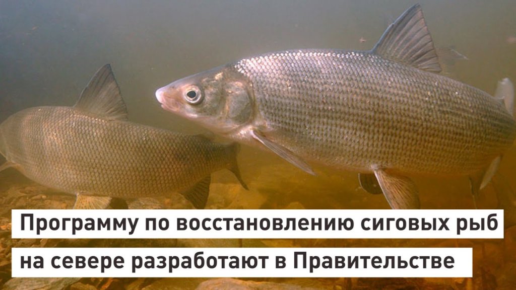 Путин приказал восстановить популяцию ценных видов рыбы в Обь-Иртышском бассейне