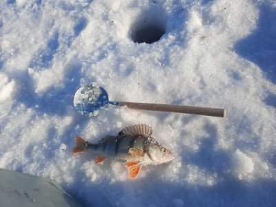 Обское море - вести с водоемов. Рыбалка, прогноз клёва, погода