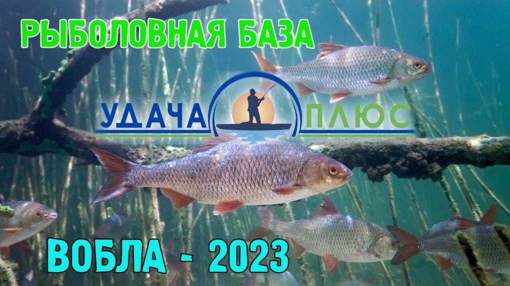 Рыбалка в Астрахани. Вобла-2023. Рыболовная база Удача Плюс.