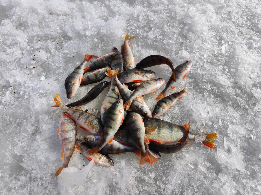 Фиш СПб: актуальные новости о рыбалке с водоемов Санкт-Петербурга