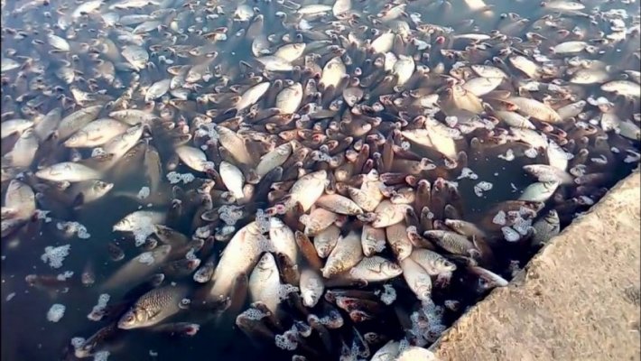 В Новосибирской области назвали причину массового мора рыбы на озере