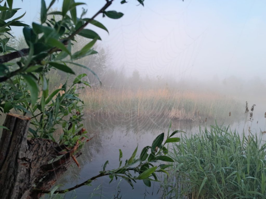 Утро на природе.  (Криводановка)