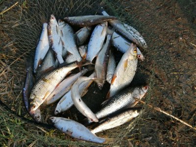 Реальная рыбалка: советы и особенности ловли плотвы на льду