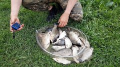 Замешал корм на ХАЛВЕ - побил свой рекорд по КАРАСЮ! Утренняя раздача карася на реке