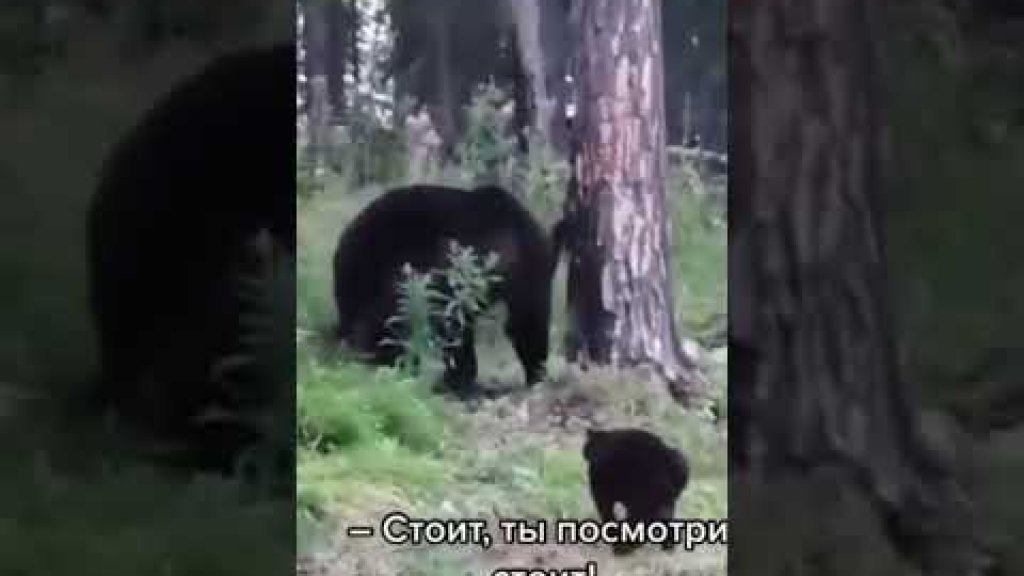 Якутский кот против медведя!