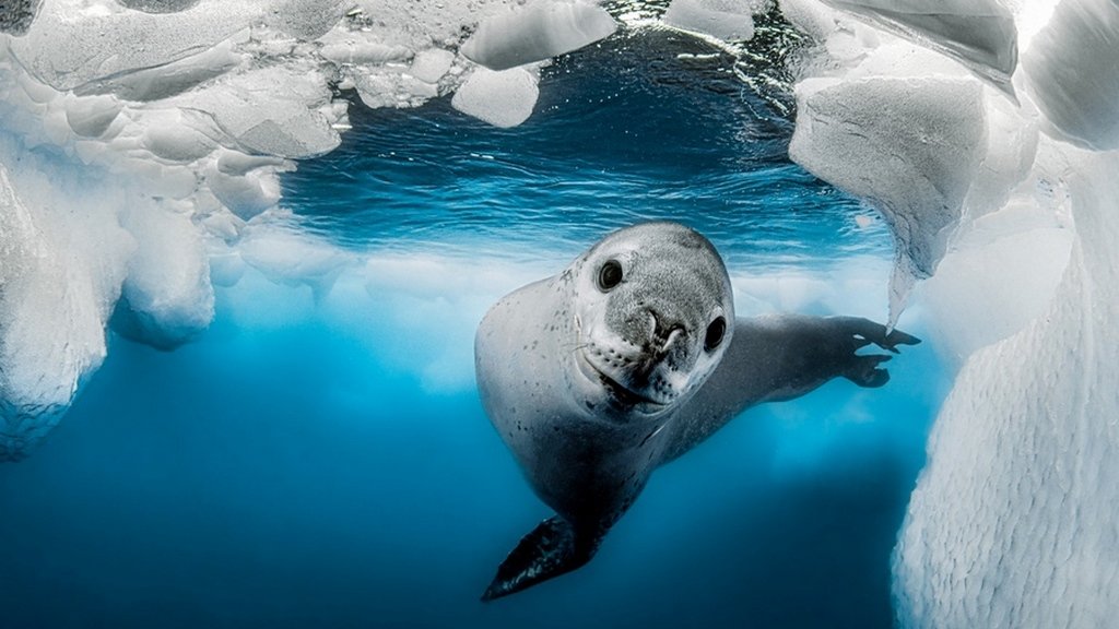 «Как прекрасен этот мир...» Лучшие подводные фотографии 2023