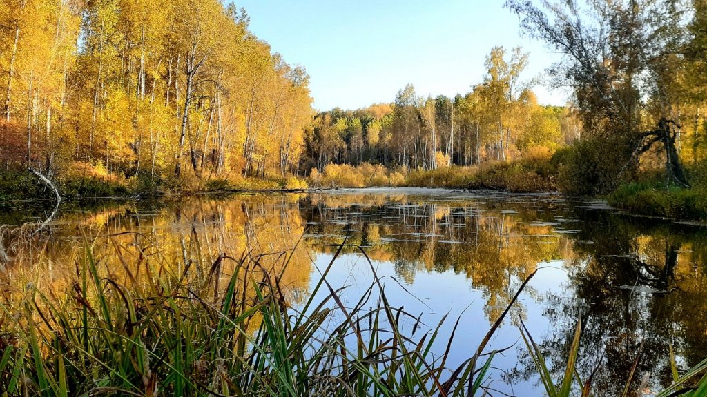 Лесное озерко. Золото Осени.