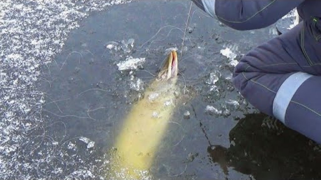 ЩЕДРЫЙ первый лёд 2023-24! ЖЕРЛИЦЫ СТРЕЛЯЮТ ОДНА ЗА ДРУГОЙ! Рыбалка на жерлицы 2023