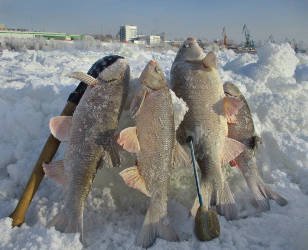 Мороз рыбалке не помеха.