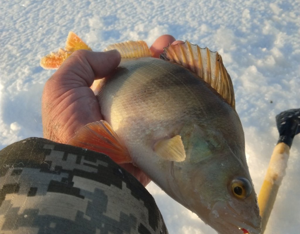 FishingSib - болеем рыбалкой. Вести с водоемов, видео, форум рыбаков.