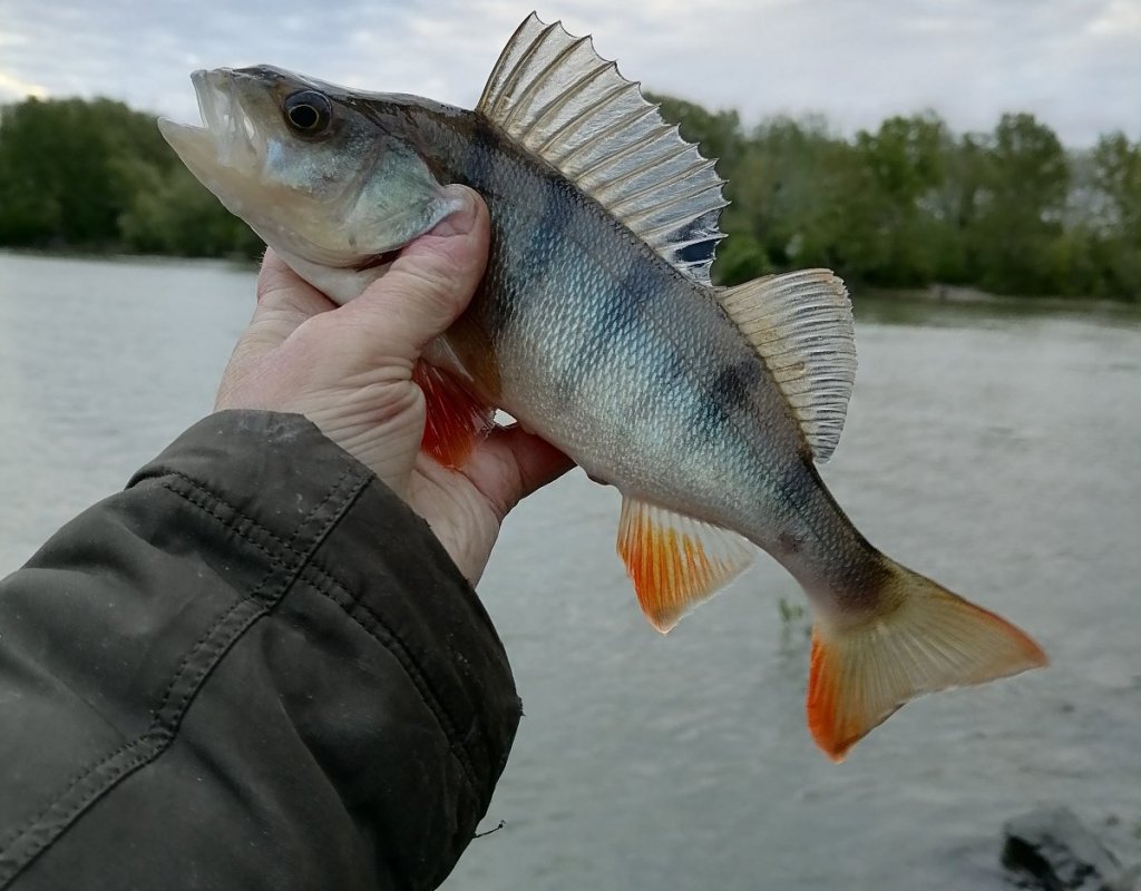 FishingSib - болеем рыбалкой. Вести с водоемов, видео, форум рыбаков.