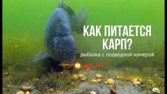Секреты карповой рыбалки под водой! КАРПФИШИНГ с подводной камерой летом!