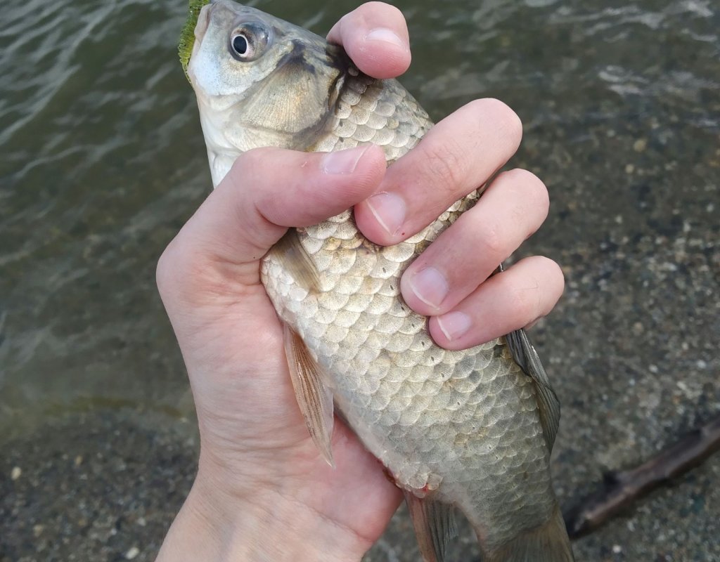 FishingSib - болеем рыбалкой. Вести с водоемов, видео, форум рыбаков.