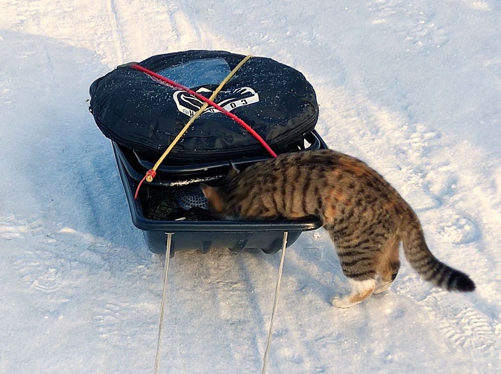 Досмотр по дороге в Аванпорт.