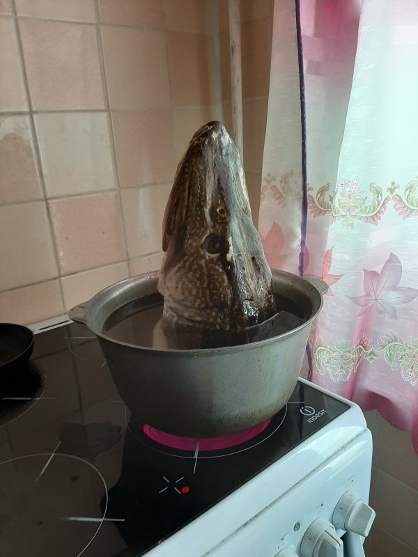 Коротковата кольчужка