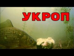 Добавил свежего Укропа в Прикормку! Карась в ВОСТОРГЕ! Подводная съемка