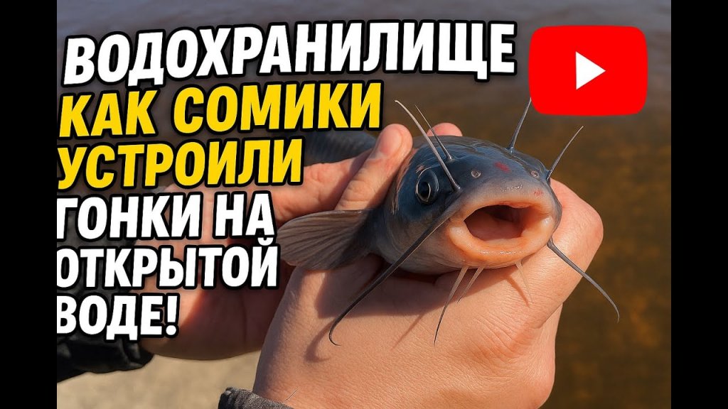 Водохранилище: как сомики устроили гонки на открытой воде! 🎣