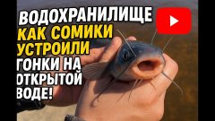 Водохранилище: как сомики устроили гонки на открытой воде! 🎣