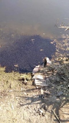 Хоровод головастиков.
