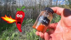 Накормил карася красным перцем! Реакция рыбы подводная съемка