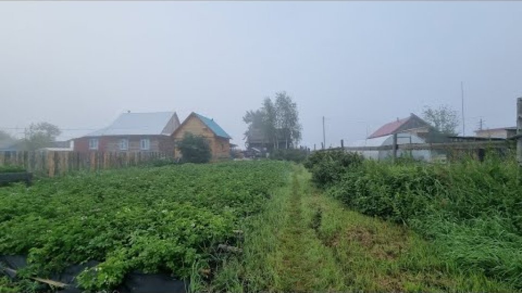 Якутия. Победили сорняк на картофельном поле!