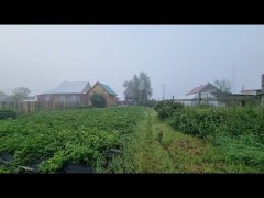 Якутия. Победили сорняк на картофельном поле!