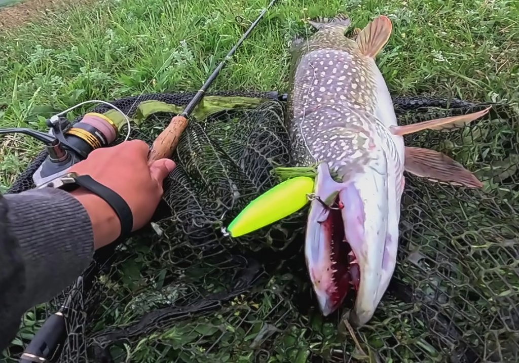 Попалась, зубатая!