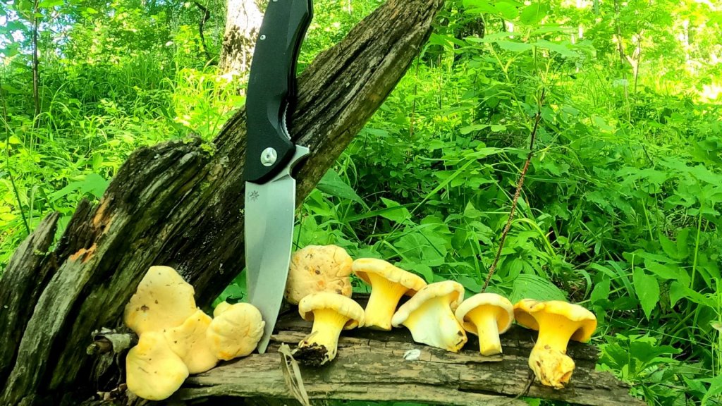 Первые Лисята!