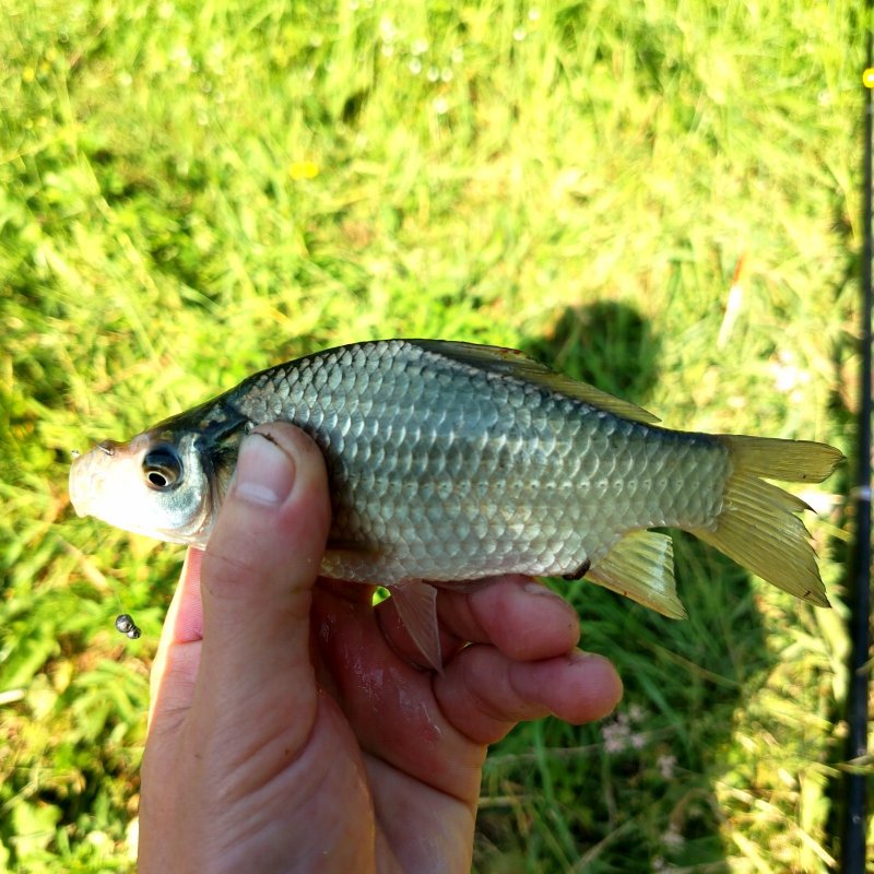 " Карасяндрик".