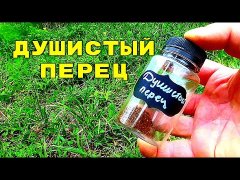 Это вам надо увидеть! Реакция Карася на душистый перец! Подводная съемка