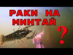 Реакция раков на минтай💯! Подводная съемка