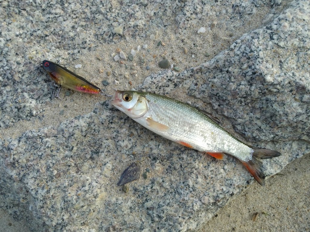 Микроязь. Открытие волкерного сезона состоялось