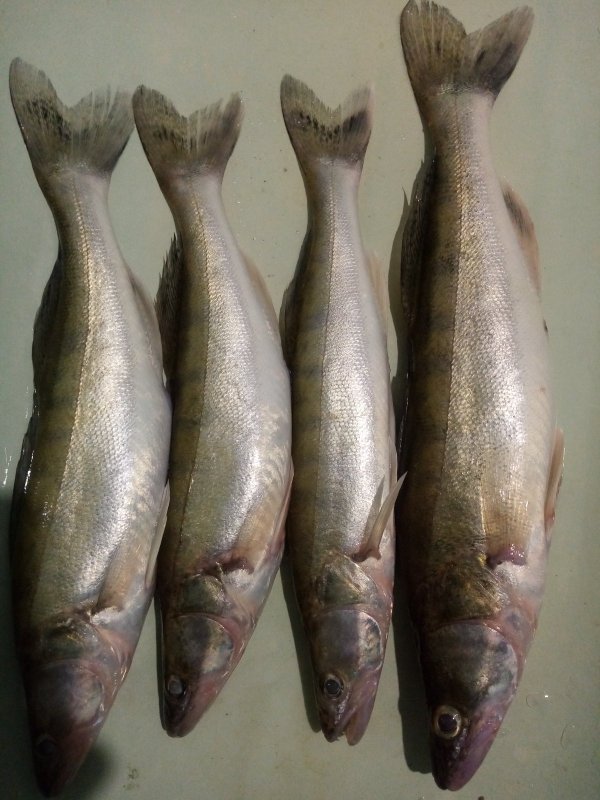 И сново Седая ночь.